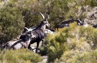 Machos de cabra montés en la reserva de caza de Las Batuecas | David Arranz/ICAL