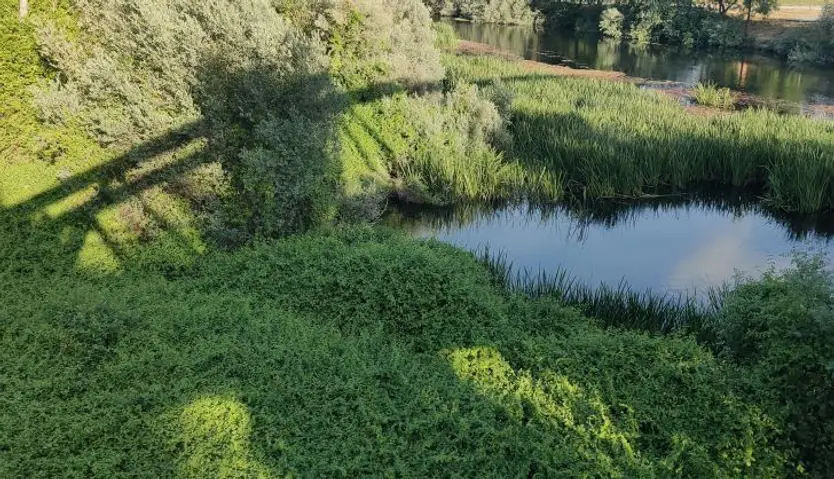 Madreselva del Japón en el la orilla del Tormes