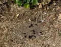Vecinos denuncian una plaga de cucarachas en las escaleras de acceso al puente peatonal de Huerta Otea