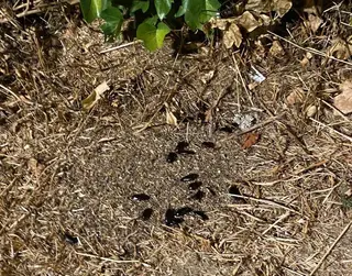 Vecinos denuncian una plaga de cucarachas en las escaleras de acceso al puente peatonal de Huerta Otea