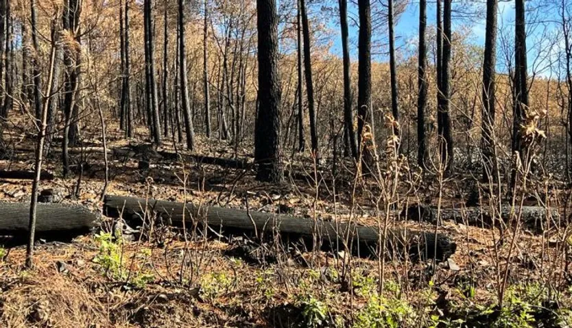 Restos del incendio Maíllo Serradilla del Arroyo. Foto S24H (14)