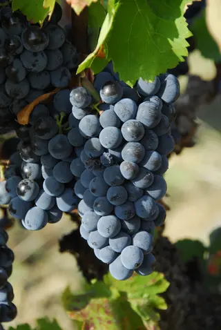 Uvas