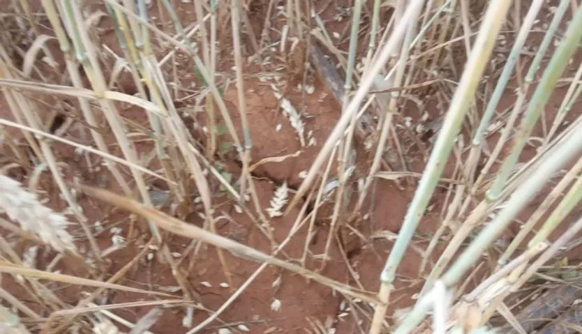 CEREALES DAÑADOS POR LAS TORMENTAS