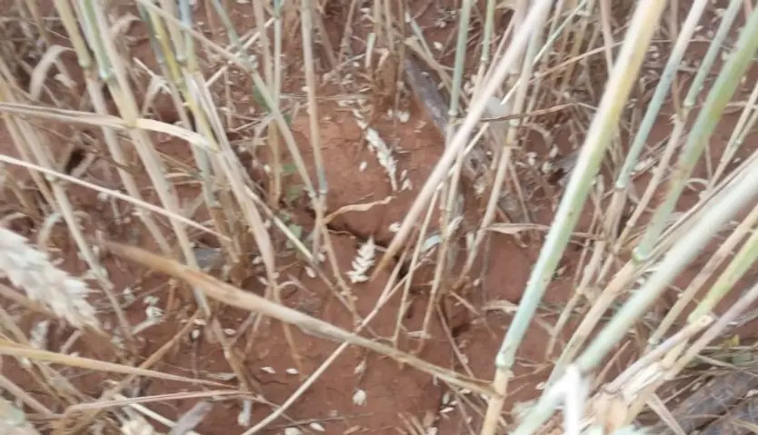 CEREALES DAÑADOS POR LAS TORMENTAS