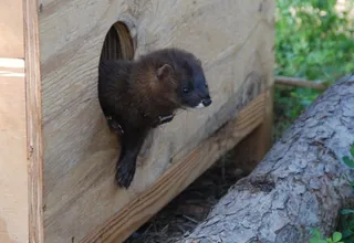 Nacen las primeras crías de visón europeo de este año, una especie en peligro de extinción