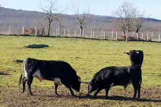 Ganaderías salmantinas: Hermanos Cambronell