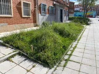 Vecinos del Carmen y Nicar denuncian abandono de jardines y maleza sin podar