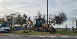 Plantacion arboles Quinto Pino | 