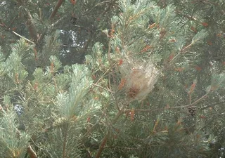 El Parque de la Dehesa de Guijuelo lucha contra la procesionaria con trampas de feromonas