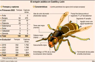 Avispa asiática | ICAL