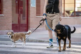 Perros, mascotas. Foto EP