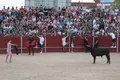 Capea y encierro en Carbajosa de la Sagrada