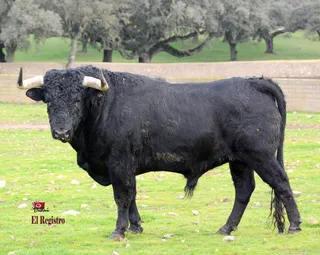 Canario 30