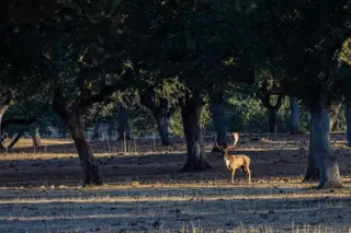 Un gamo en la época de la ronca, un ritual reproductivo de estos animales que indica el inicio de la temporada de la caza mayor. Foto de archivo