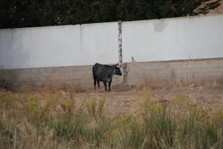 Buscan a una vaca huida del recinto ferial de Salamaq