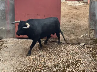 1 - Sergio Galán