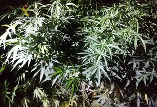 1504008557839Plantas1dn