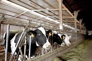 Asaja advierte un estancamiento en el sector de la industria láctea