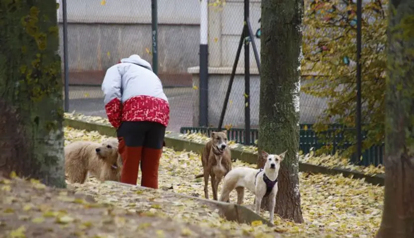 Gente con sus perros en un parque en invierno | Foto Andrea M