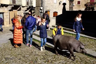 La Alberca acoge la tradicional rifa del Marrano de San Antón y la bendición de los animales JESÚS FORMIGO : ICAL