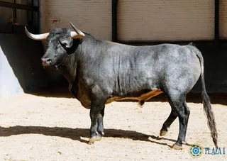 Toros de la novillada de Las Ventas del 3/06/2017