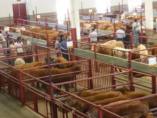Bajadas en vacuno, ovino y despiece frente a las subidas de cereales e ibérico