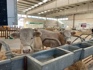 El ganado ya está en el recinto ferial para la Feria. 