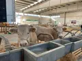 El ganado ya está en el recinto ferial para la Feria.