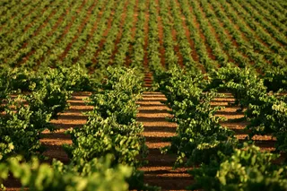 Viñedo