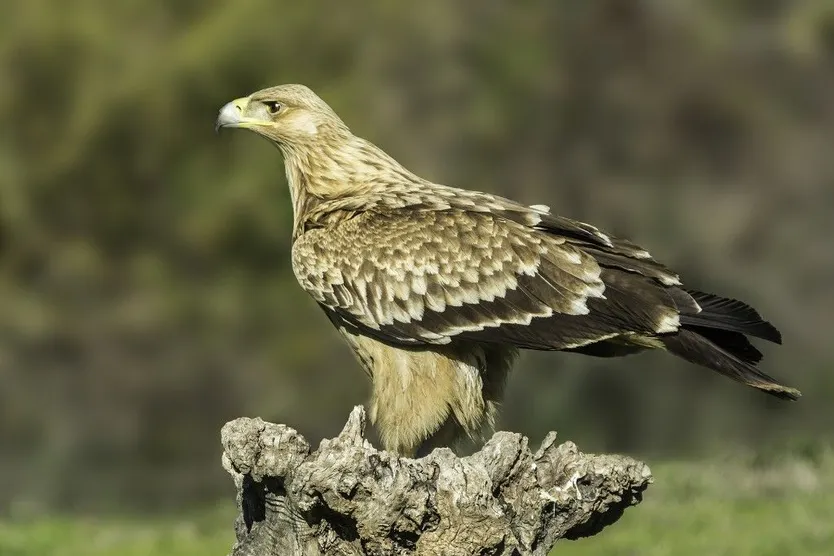 Águila imperial ibérica