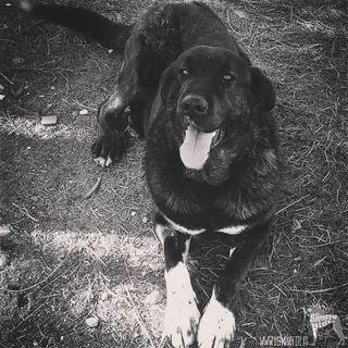 Mastín