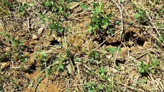 Recomendaciones de manejo frente al topillo campesino