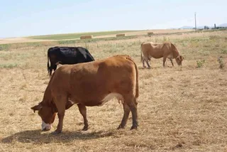 Compromiso de las Cortes para agilizar y facilitar el traslado de terneros hacia cebaderos