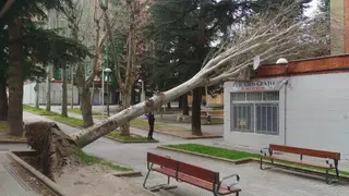 Árbol caído por el temporal 'Nelson' en la calle Maestro Eslava (1)