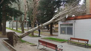 Árbol caído por el temporal 'Nelson' en la calle Maestro Eslava (1)