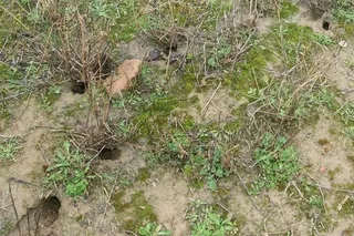 Huras de topillo campesino en una tierra de cultivo. Foto Brágimo | ICAL