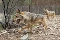 Imagen de archivo de un lobo