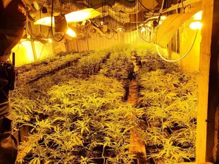 Imagen de una plantación de marihuana