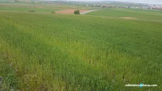 Campo cereales (5)