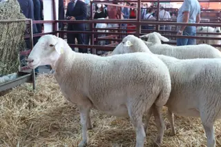Ovejas en Salamaq21