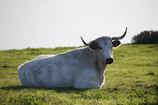 vacas, ganado