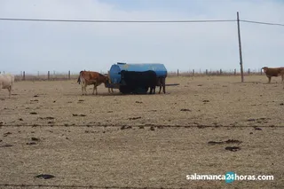 Vacuno carne (8)