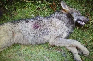 Abatido un lobo en Forfoleda