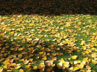 OTOÑO