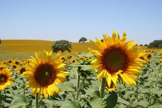 Cultivo de girasol | Europa Press