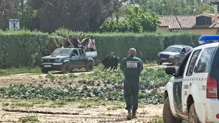 Una decena de novillos y vaquillas escapan del matadero de Laguna de Duero