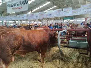 Toros de subasta en Salamaq 22 (1)