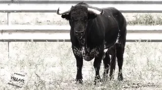 Muere 'Higuero', el toro indultado por Juan del Álamo en la Feria de Salamanca