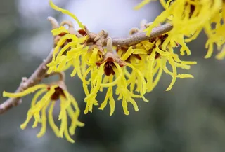 Esta planta es un remedio muy eficaz para combatir los problemas circulatorios