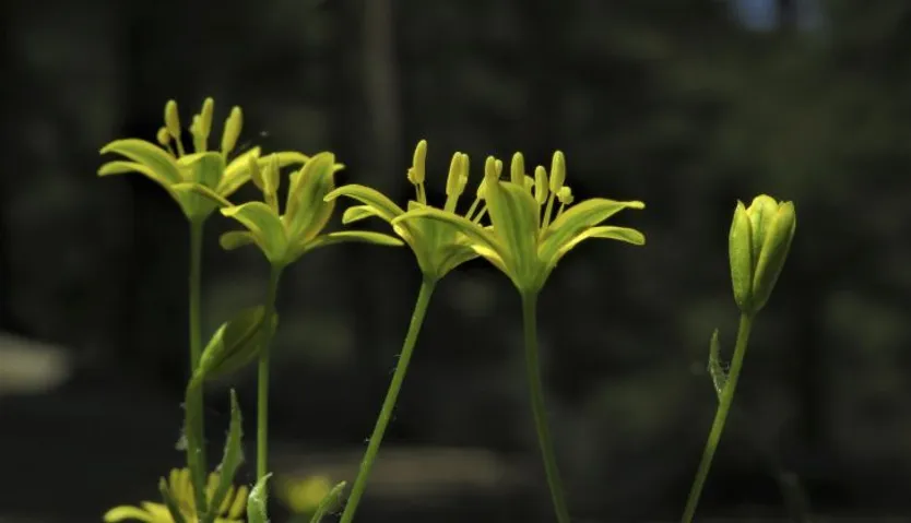 Albores de la primavera